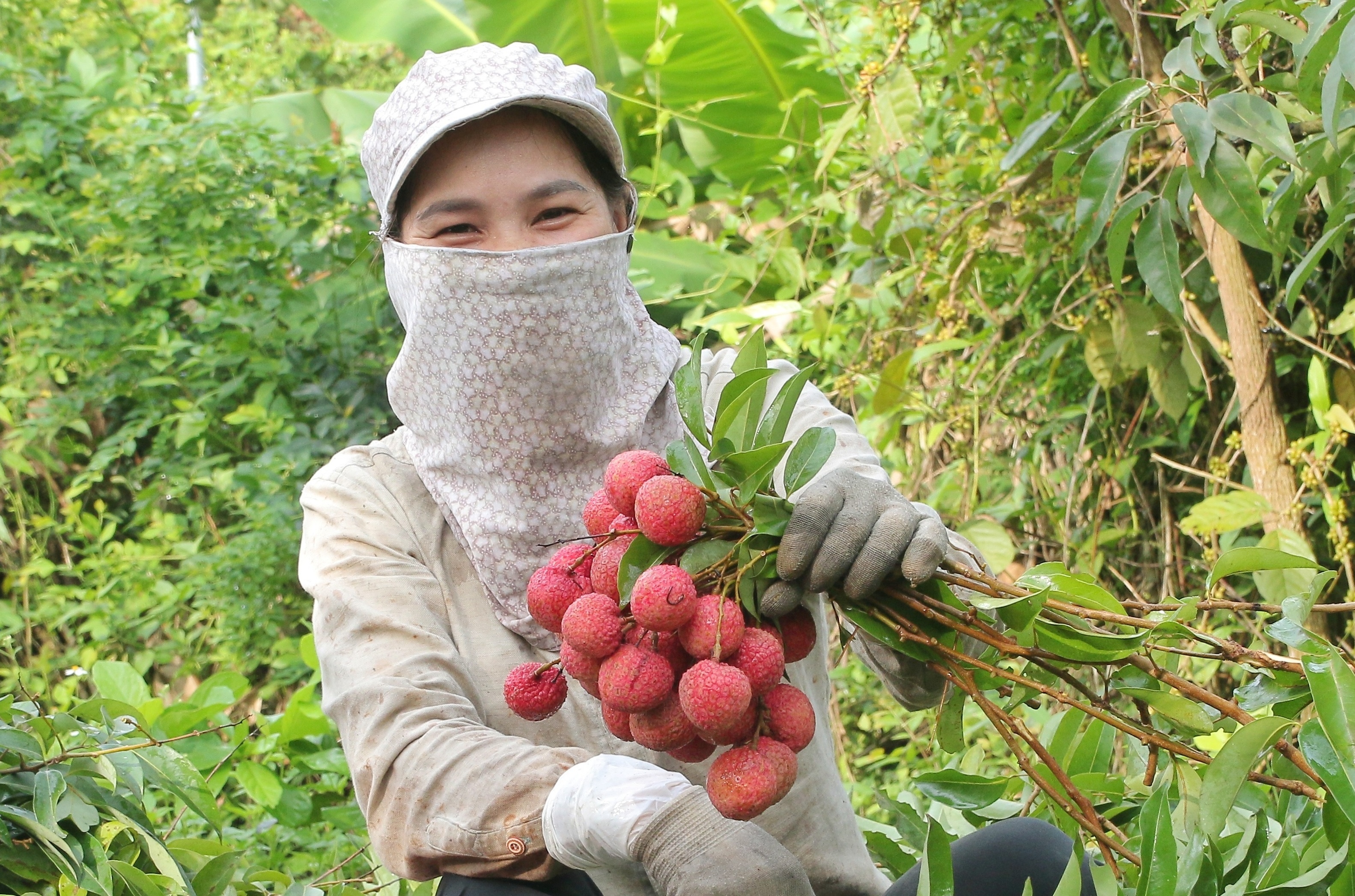 Nhung chum vai Bac Giang den tay nguoi tieu dung nho cong nghe hinh anh
