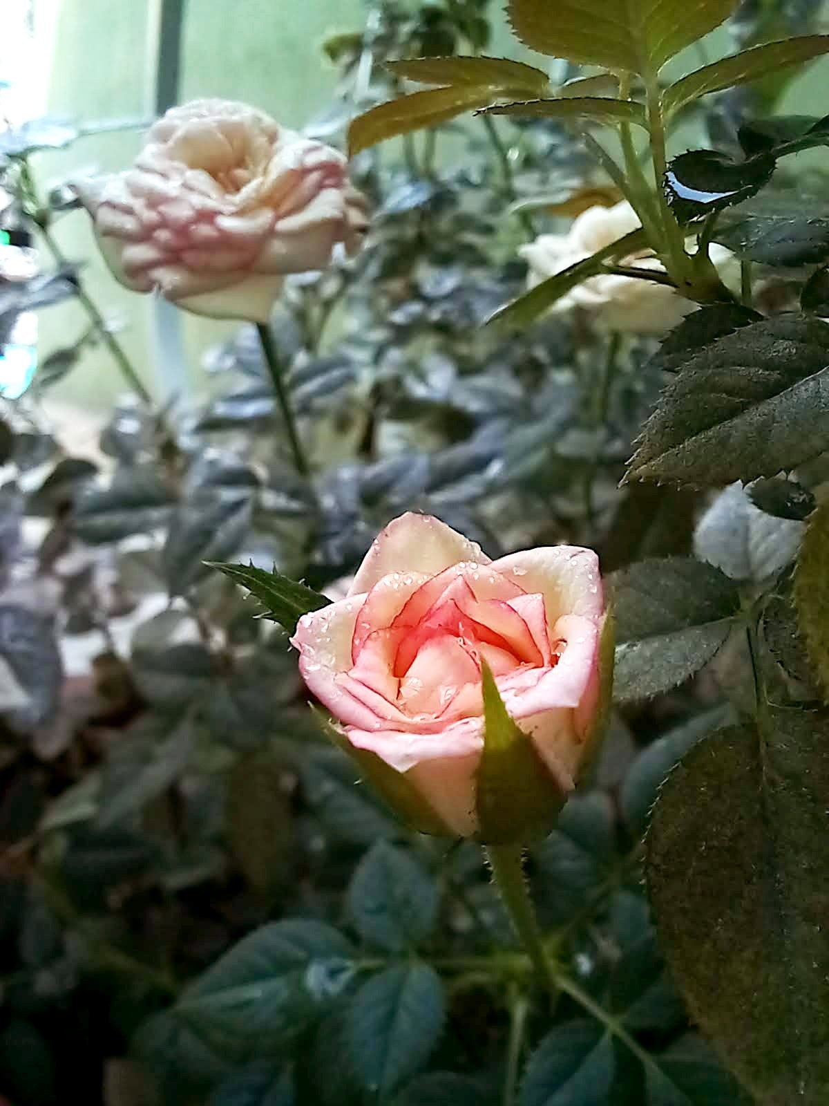 gen Z sang tao anh 3