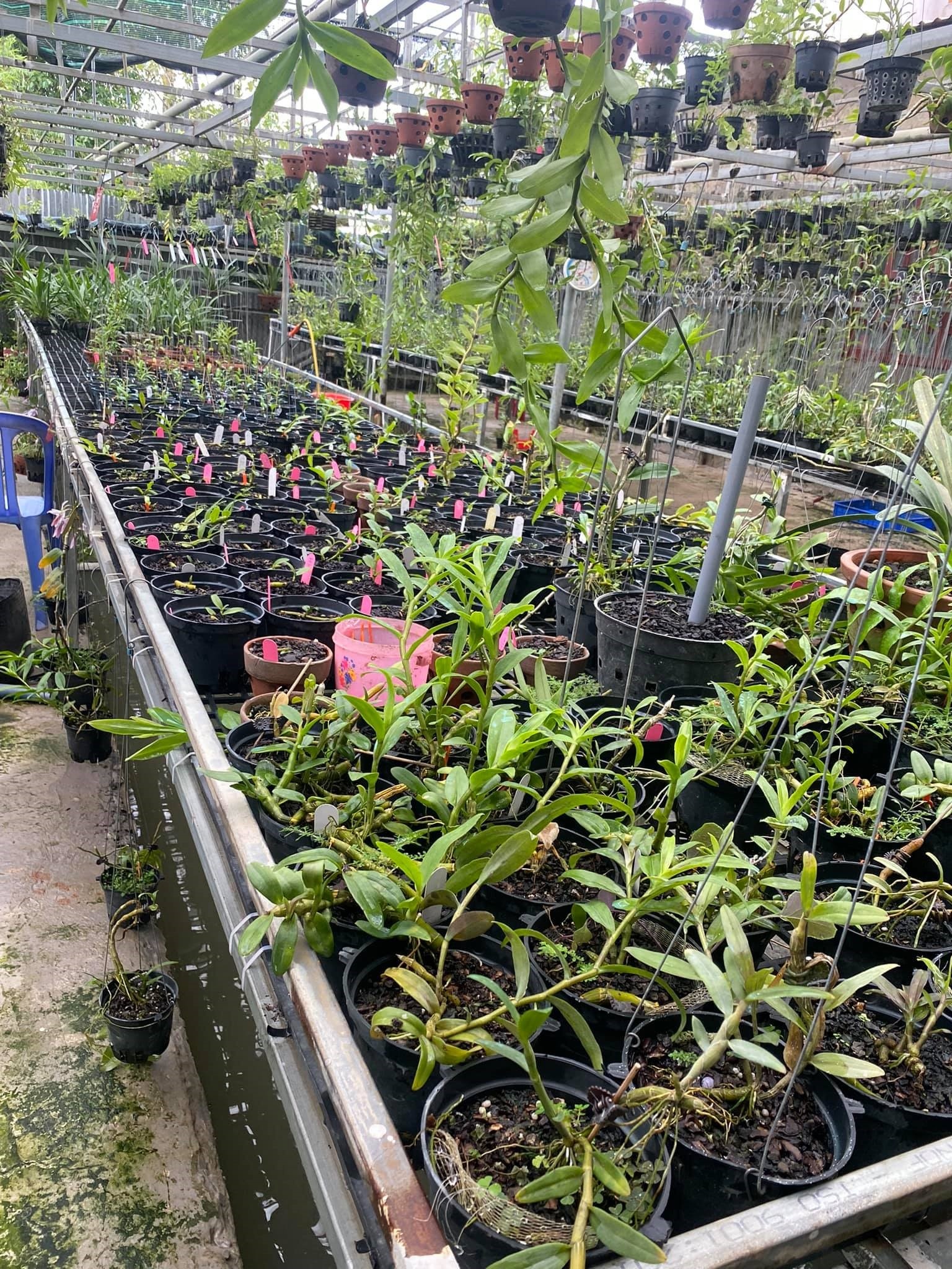 Hoa kiểng Thiên Kiều ảnh 2 Hoa kieng Thien Kieu anh 2