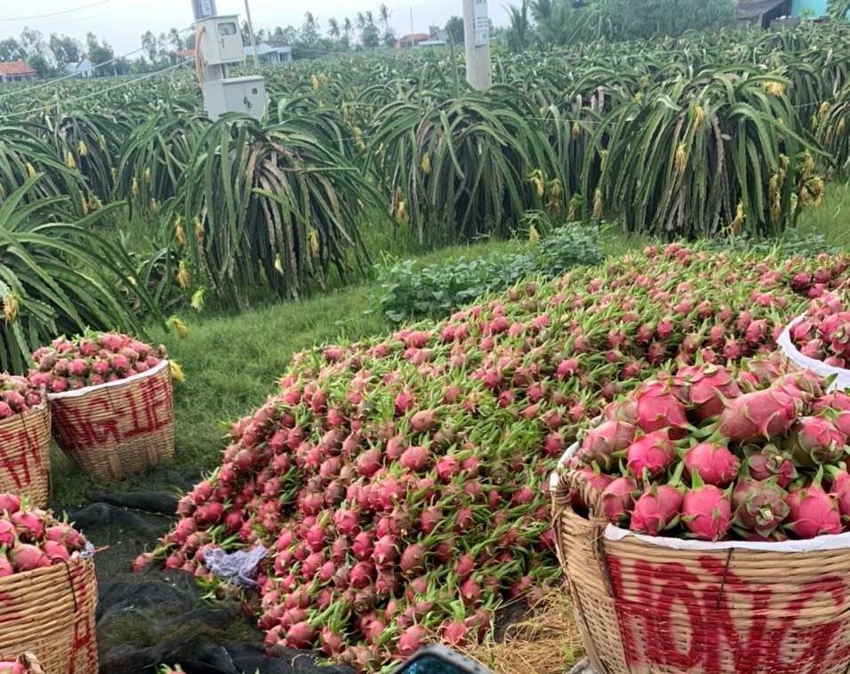 Bach Hoa Xanh,  ho tro nong dan anh 1