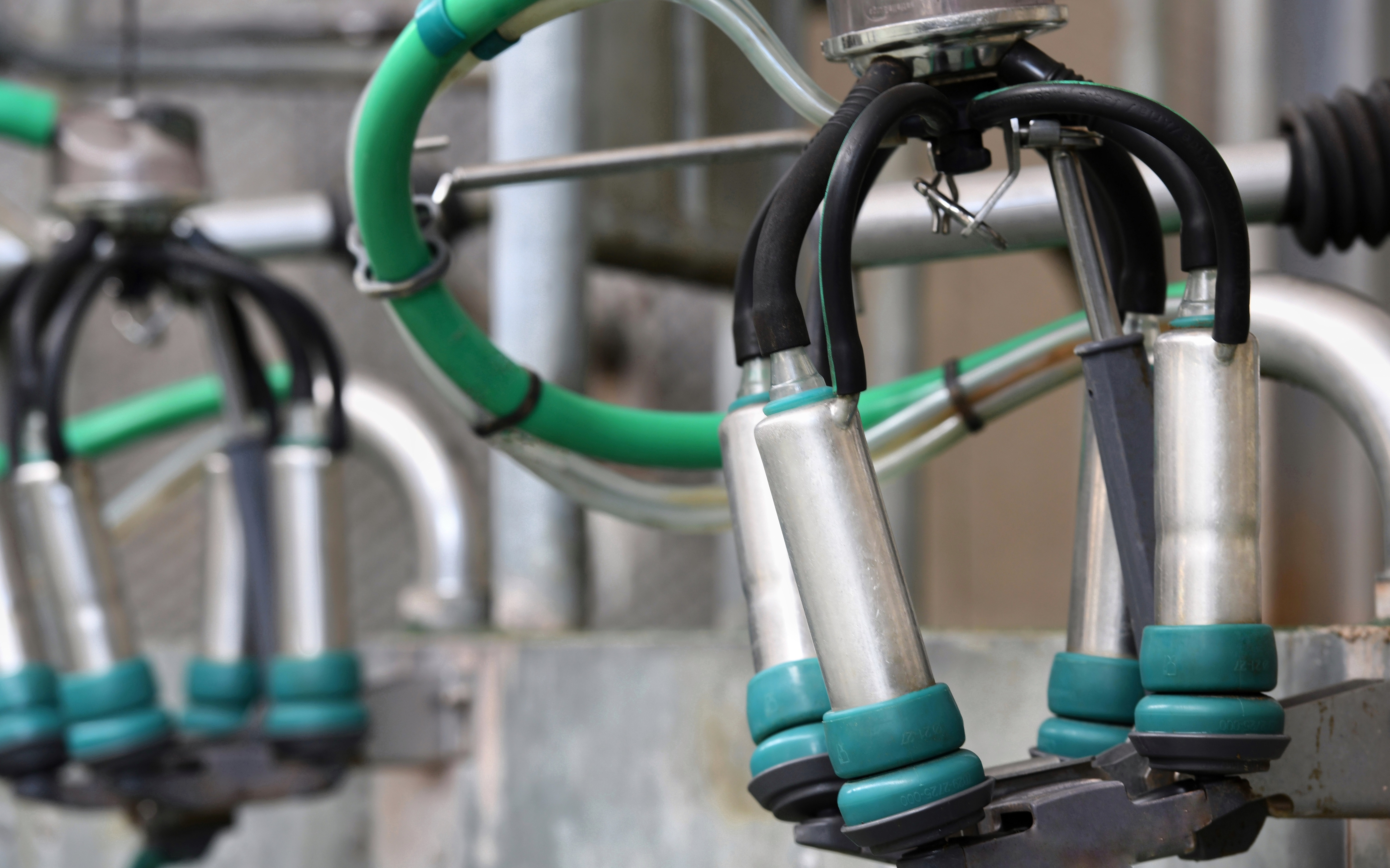 Friso,  trang trai Friso anh 12