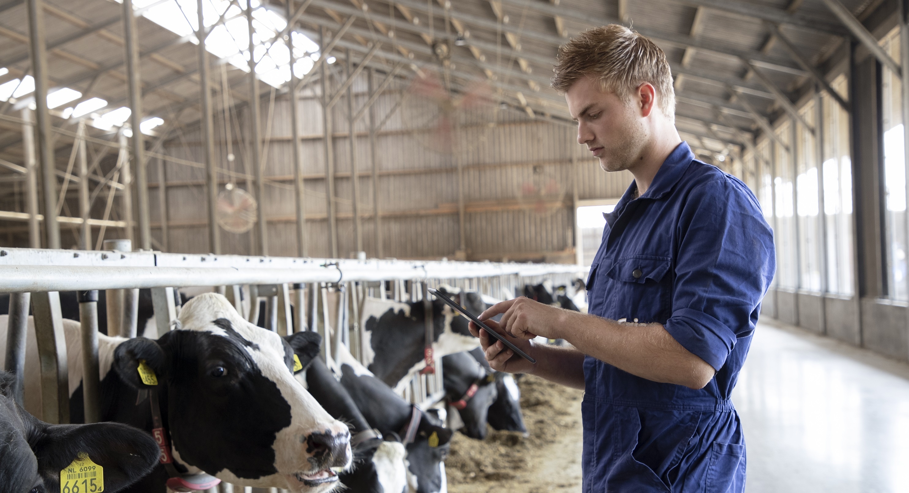 Friso,  trang trai Friso anh 10