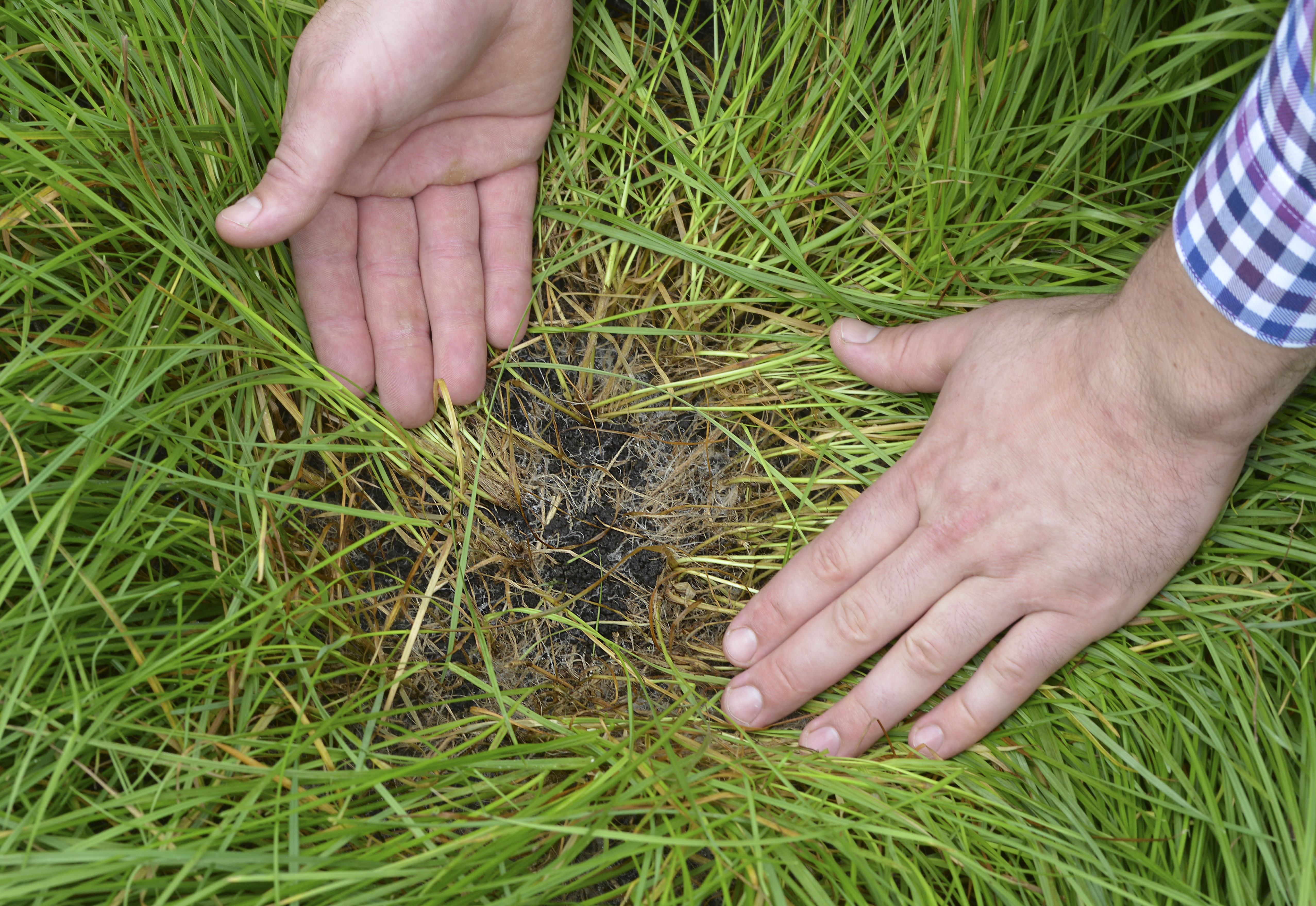 Friso,  trang trai Friso anh 6