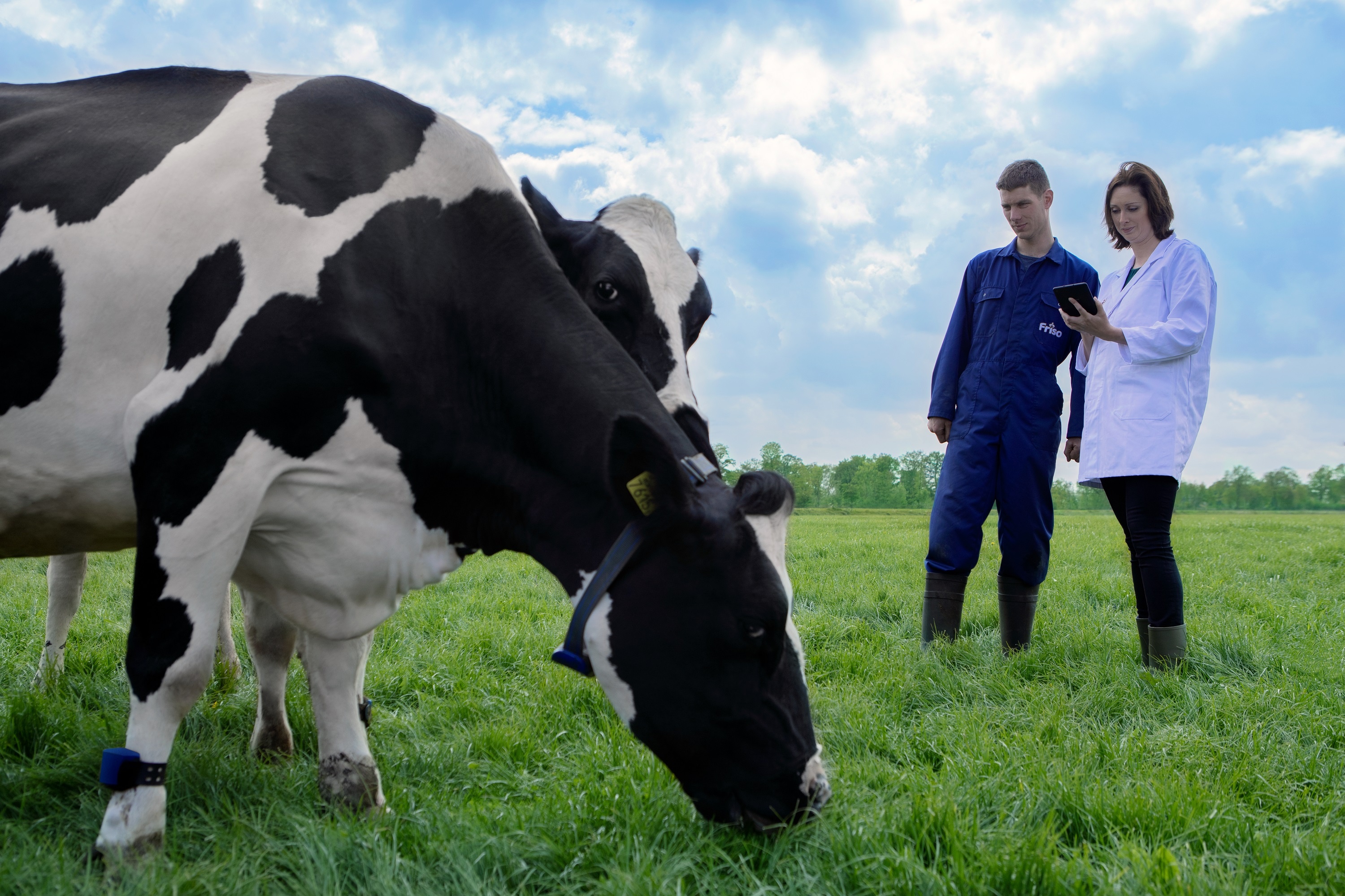 Friso,  trang trai Friso anh 8