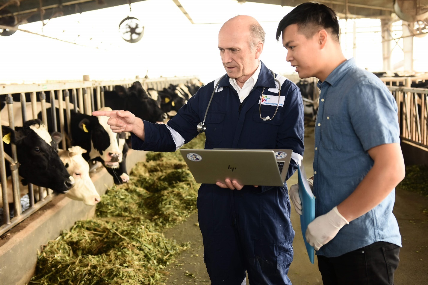 Co Gai Ha Lan,  ung dung cham soc bo sua anh 3