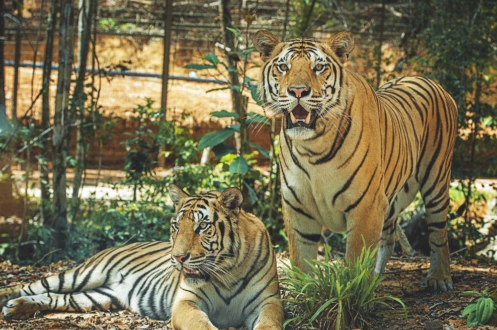 Vinpearl Safari Phu Quoc,  Vingroup anh 10