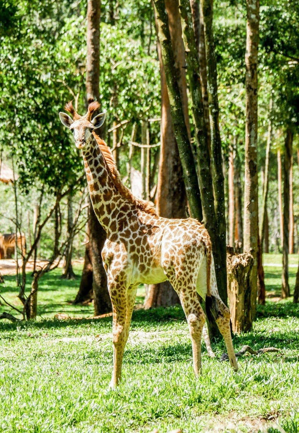 Vinpearl Safari Phu Quoc,  Vingroup anh 4