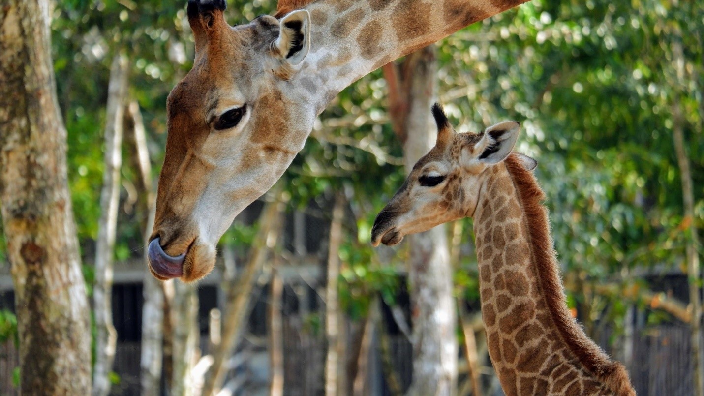 Vinpearl Safari Phu Quoc,  Vingroup anh 3