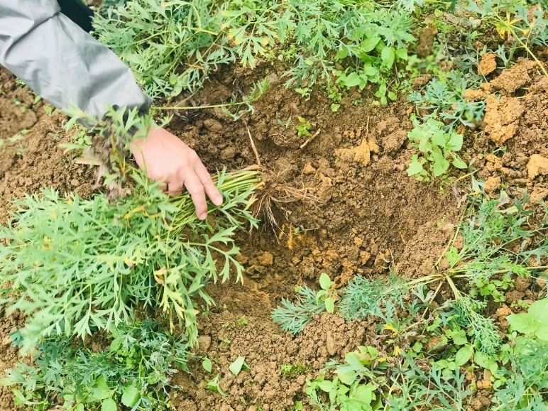 viem xoang tai phat,  duoc lieu anh 3