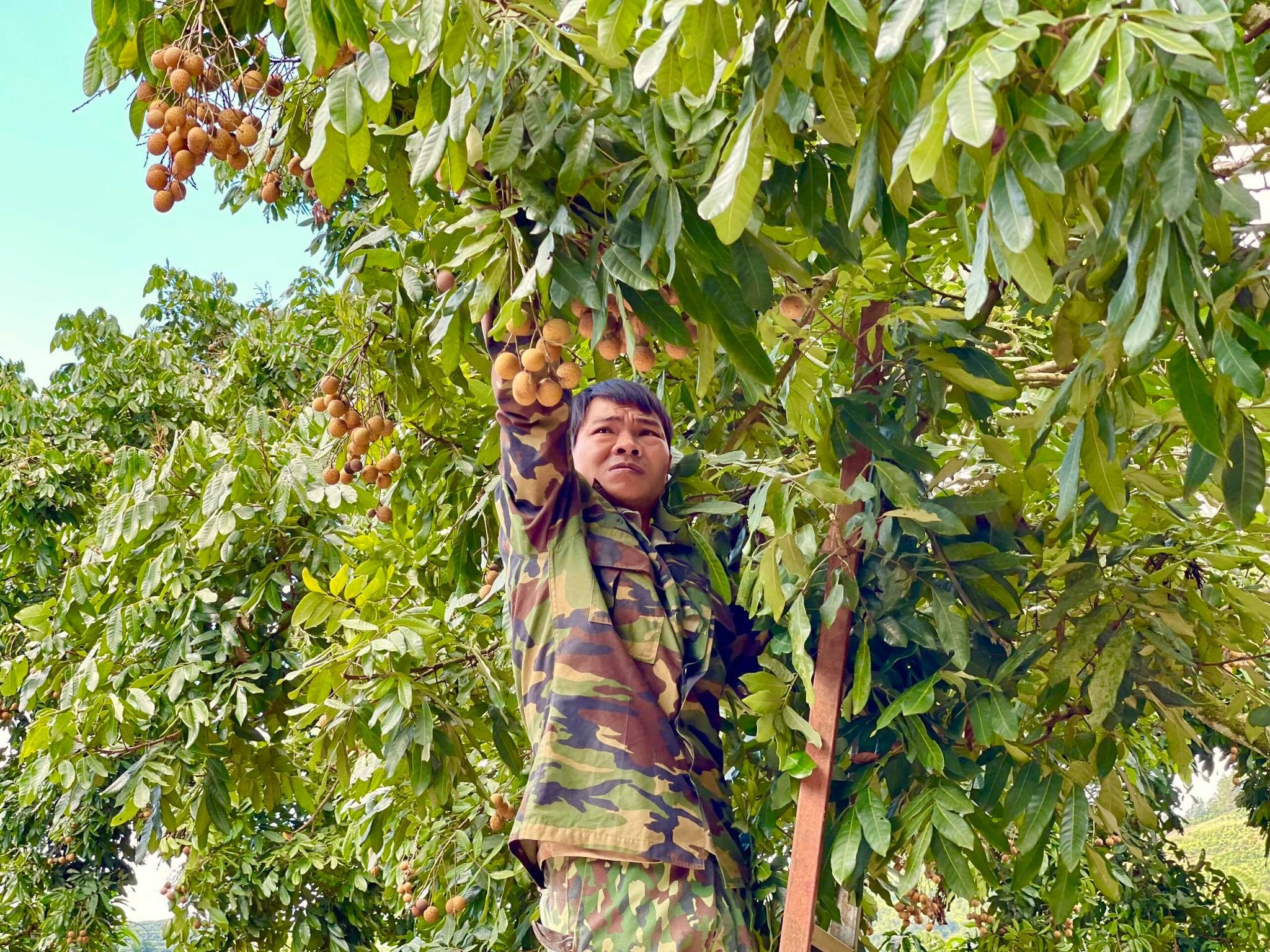 Tinh Son La,  Mia Fruit anh 2