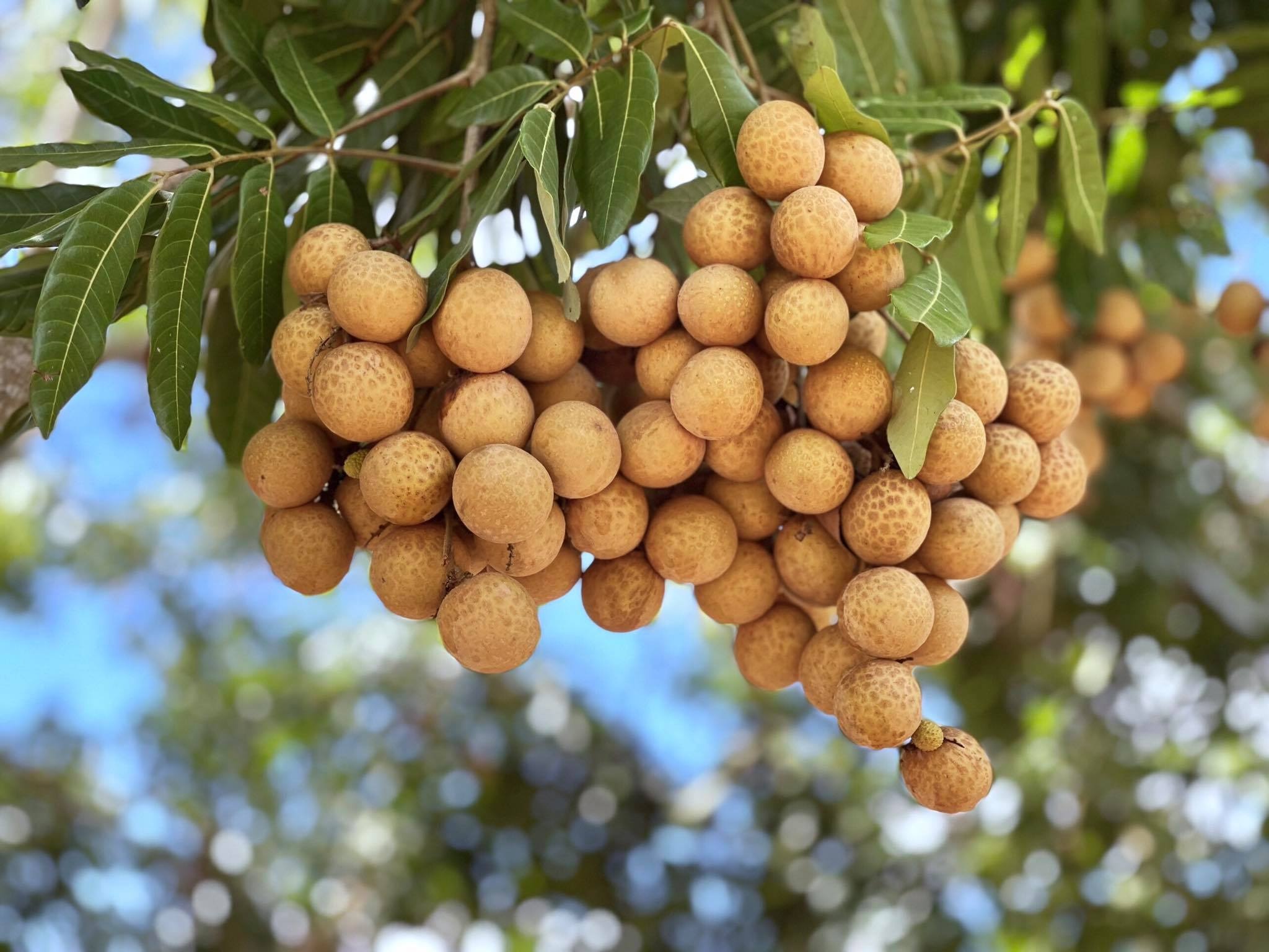 Tỉnh Sơn La, Mia Fruit ảnh 3 Tinh Son La, Mia Fruit anh 3