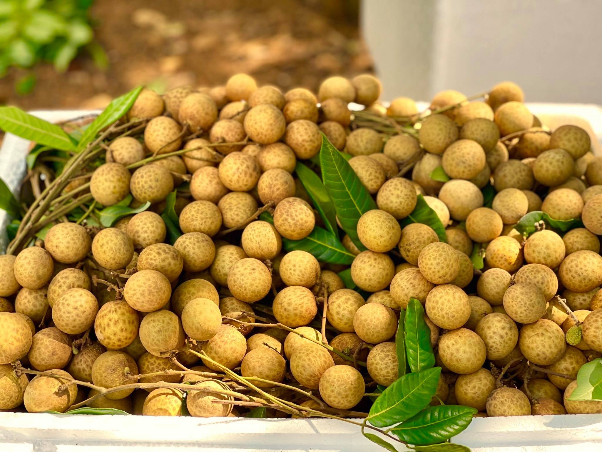 Tinh Son La,  Mia Fruit anh 5