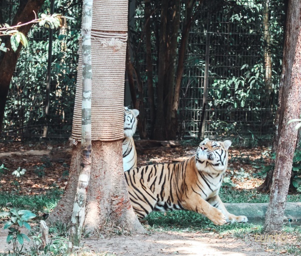 Vingroup,  Vinpearl Safari anh 7