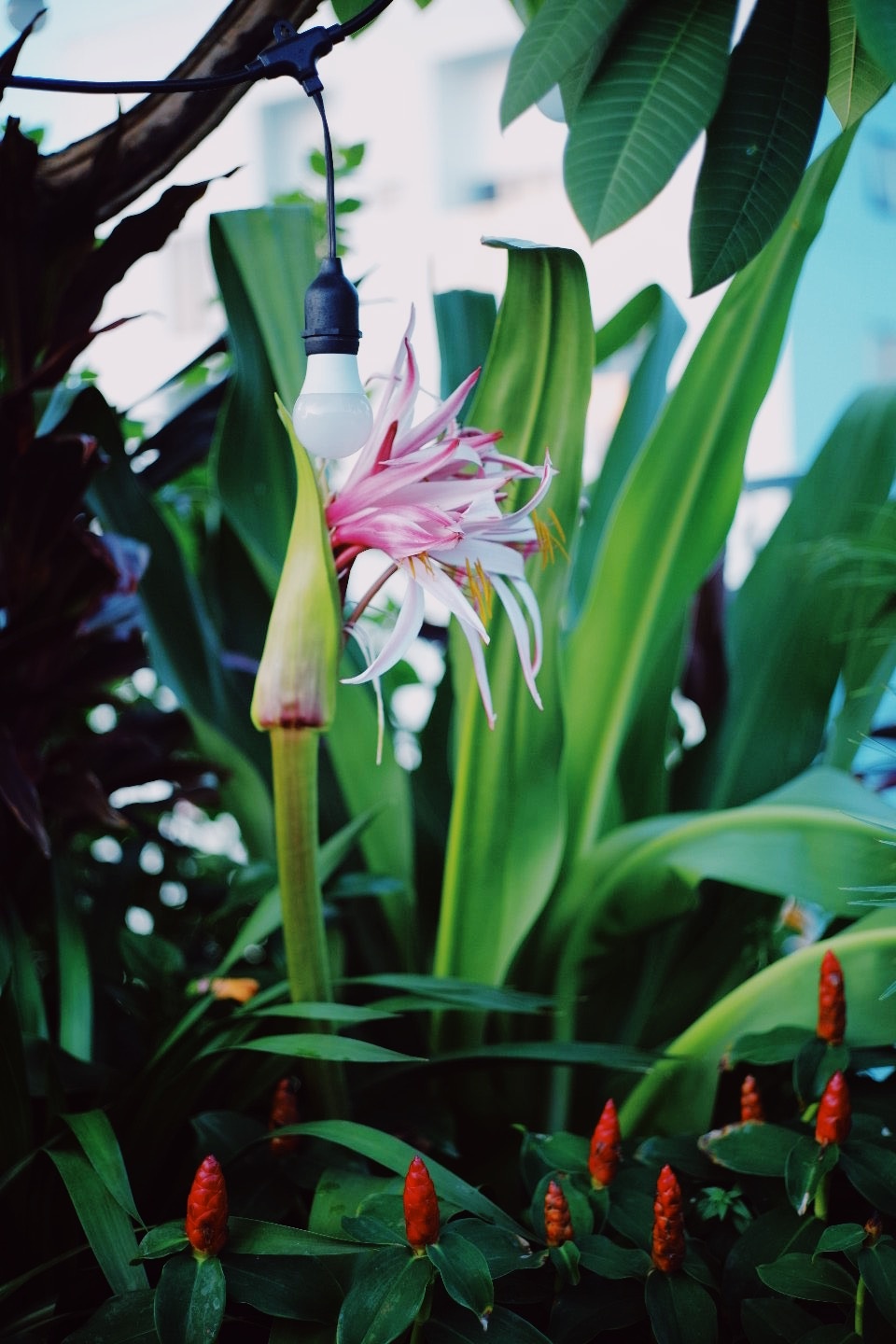 khu đô thị ảnh 9 khu do thi anh 9