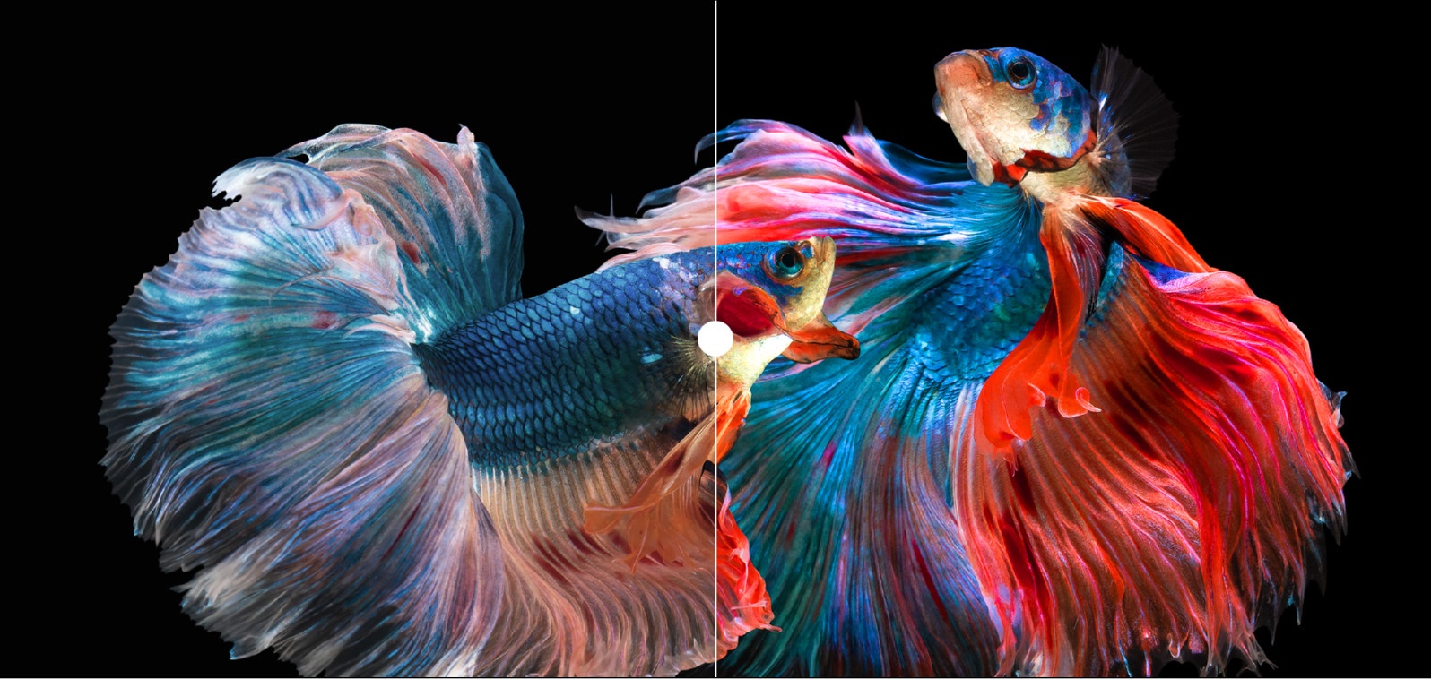 Asus,  laptop OLED anh 1