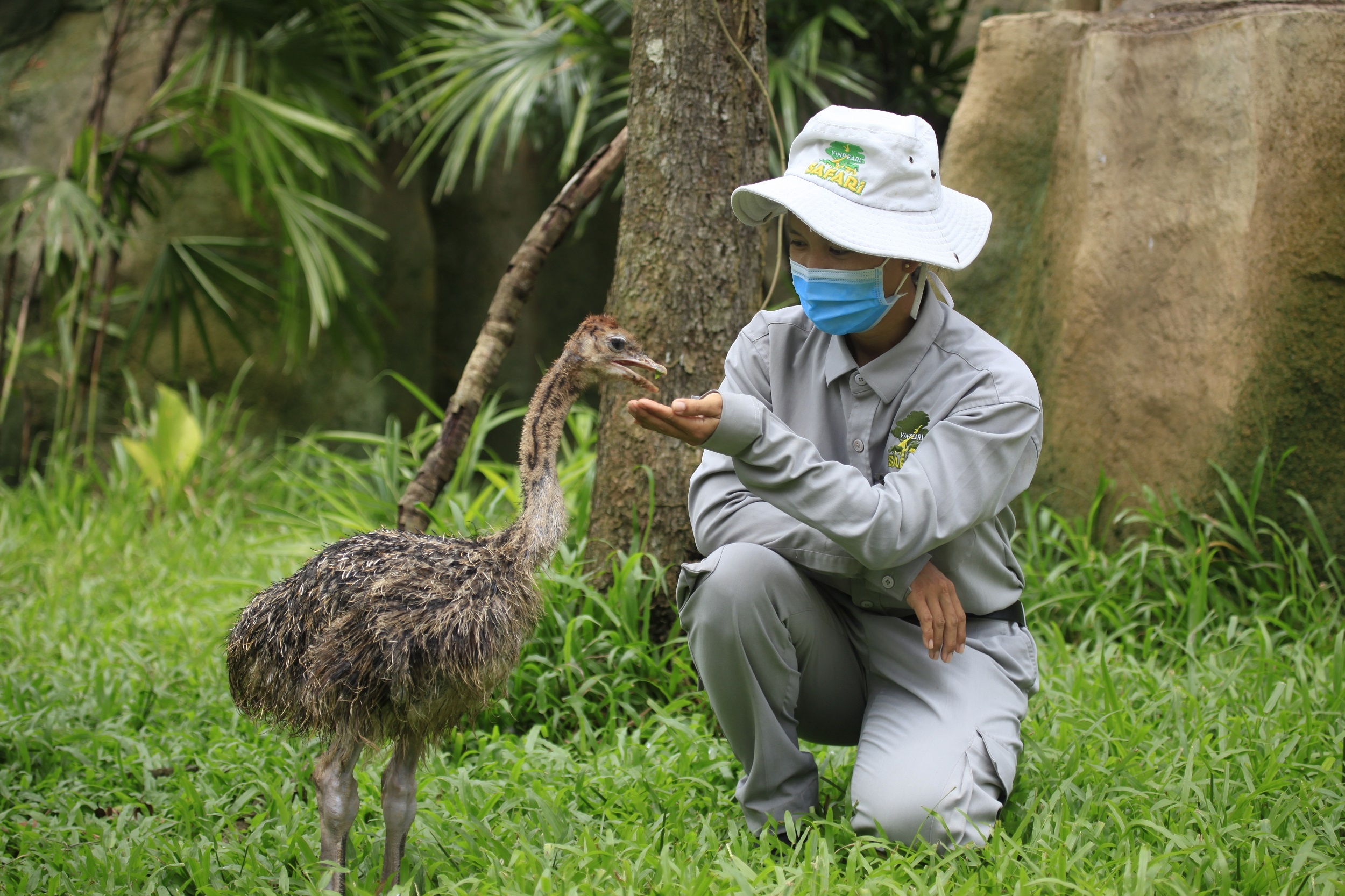 Vinpearl Safari Phú Quốc ảnh 4 Vinpearl Safari Phu Quoc anh 4