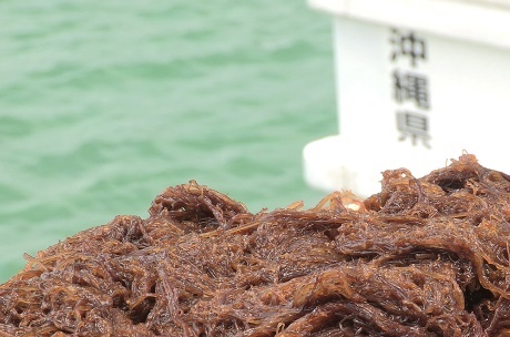 Hoạt chất fucoidan, rong nâu ảnh 2 Hoat chat fucoidan, rong nau anh 2