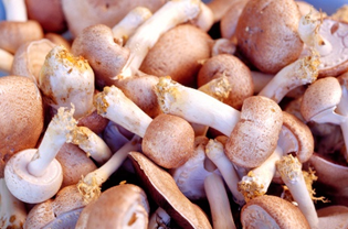 Hoạt chất fucoidan, rong nâu ảnh 4 Hoat chat fucoidan, rong nau anh 4