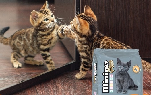 Toi uu dinh duong cho meo cung hinh anh