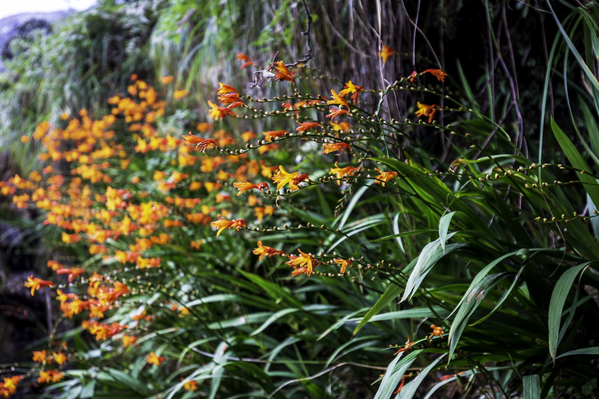 Sun World Fansipan Legend anh 7