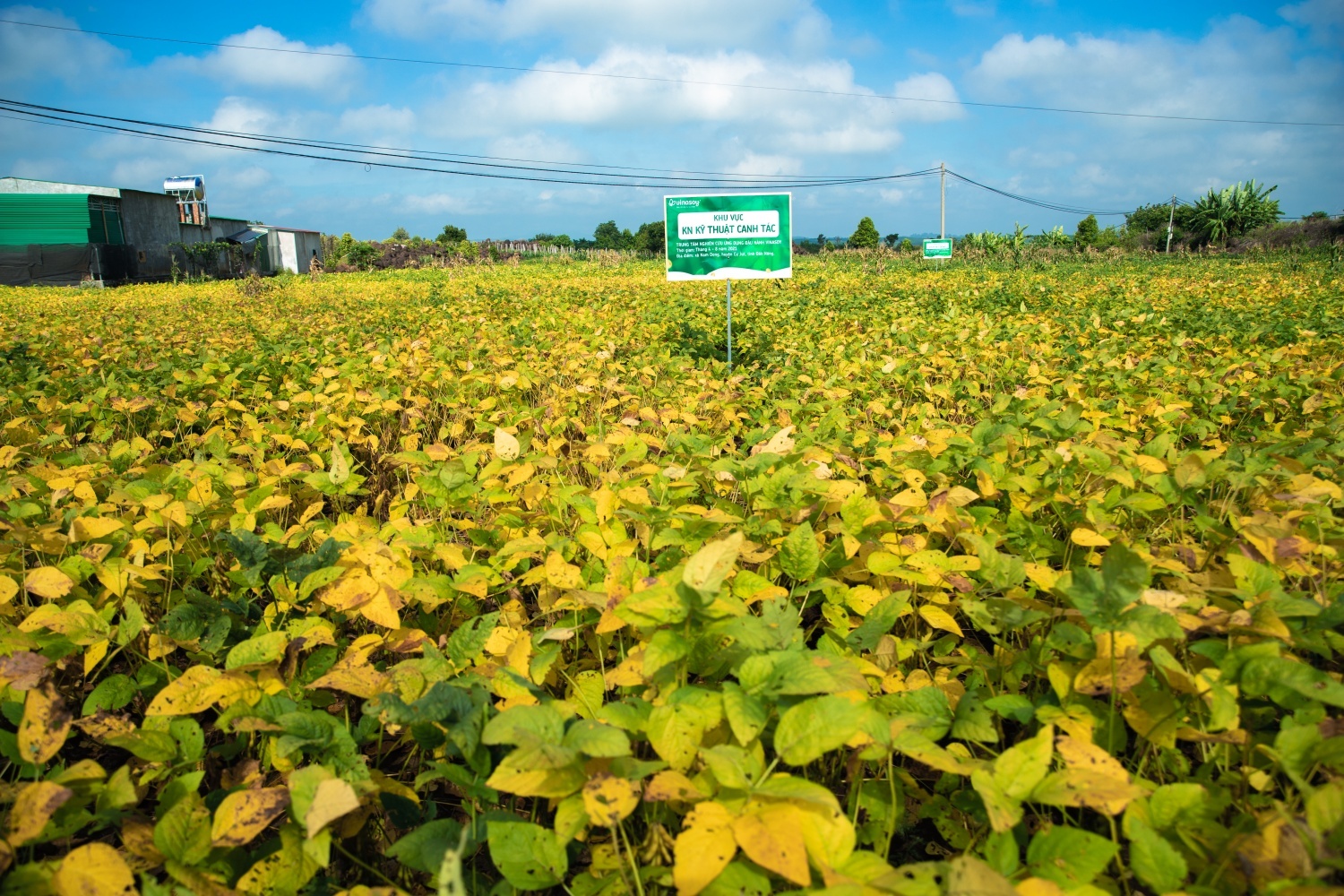 Vinasoy,  Fami anh 3