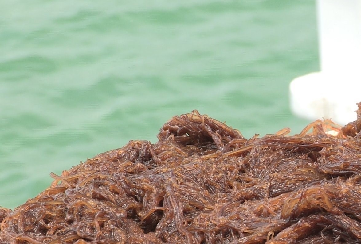 Tim hieu ve cau truc phan tu cua fucoidan hinh anh