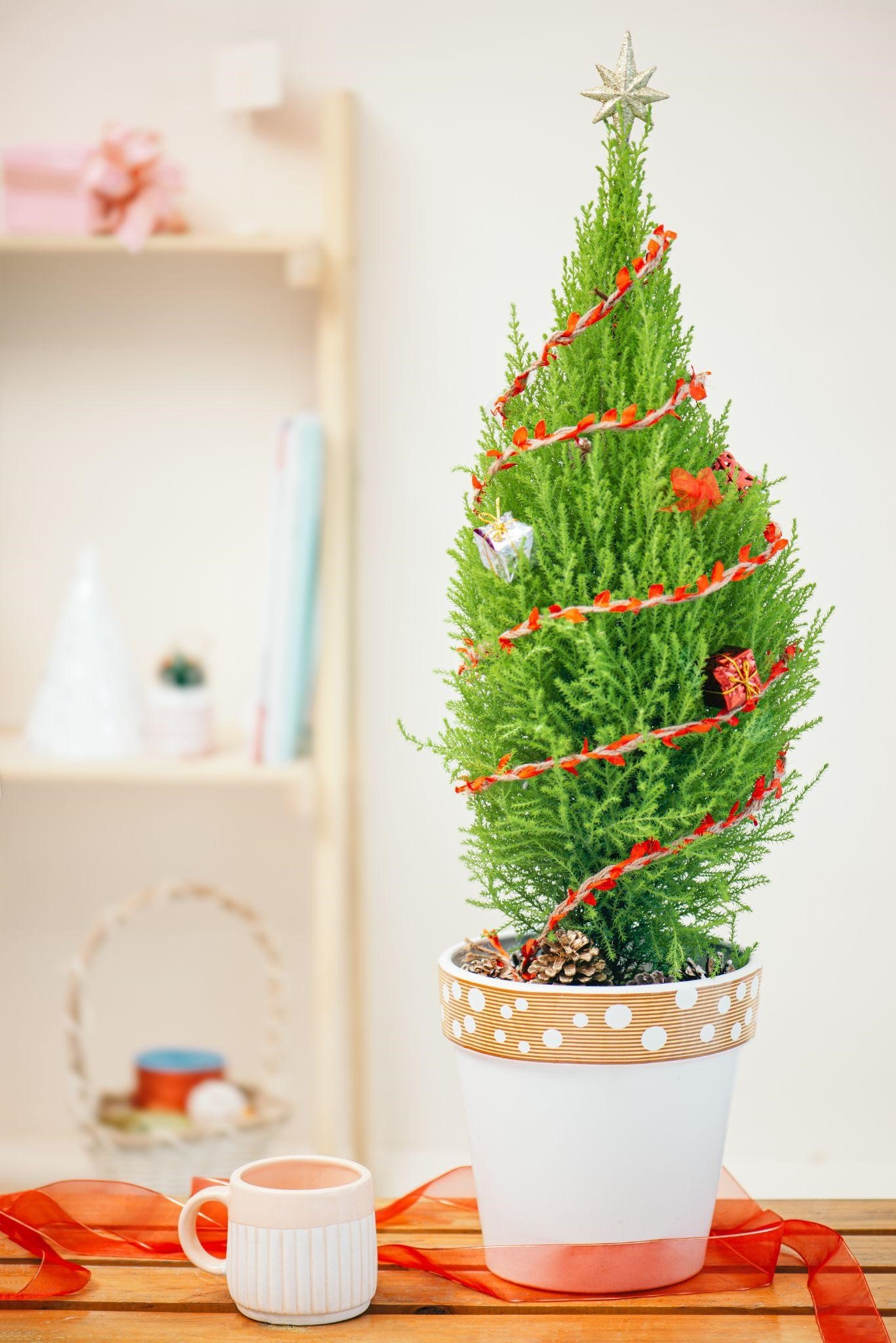 Dalat Hasfarm khai truong cua hang anh 2