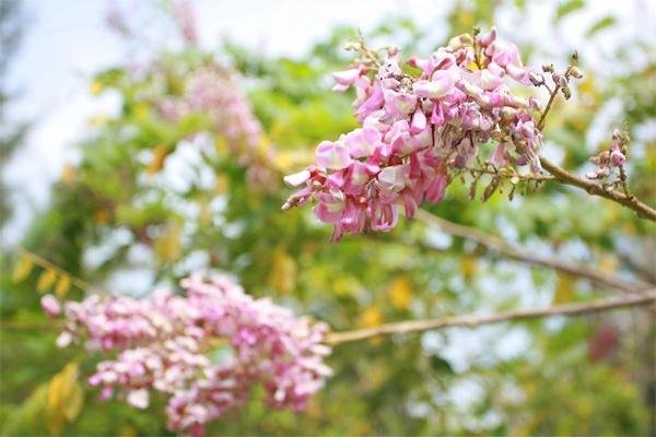 Long Hải Vũng Tàu ảnh 1 Long Hai Vung Tau anh 1