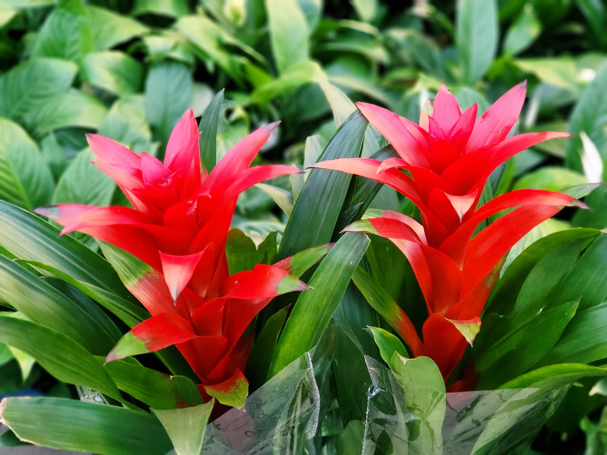 dao quanh Ha Noi cung Galaxy Z Fold3 anh 11