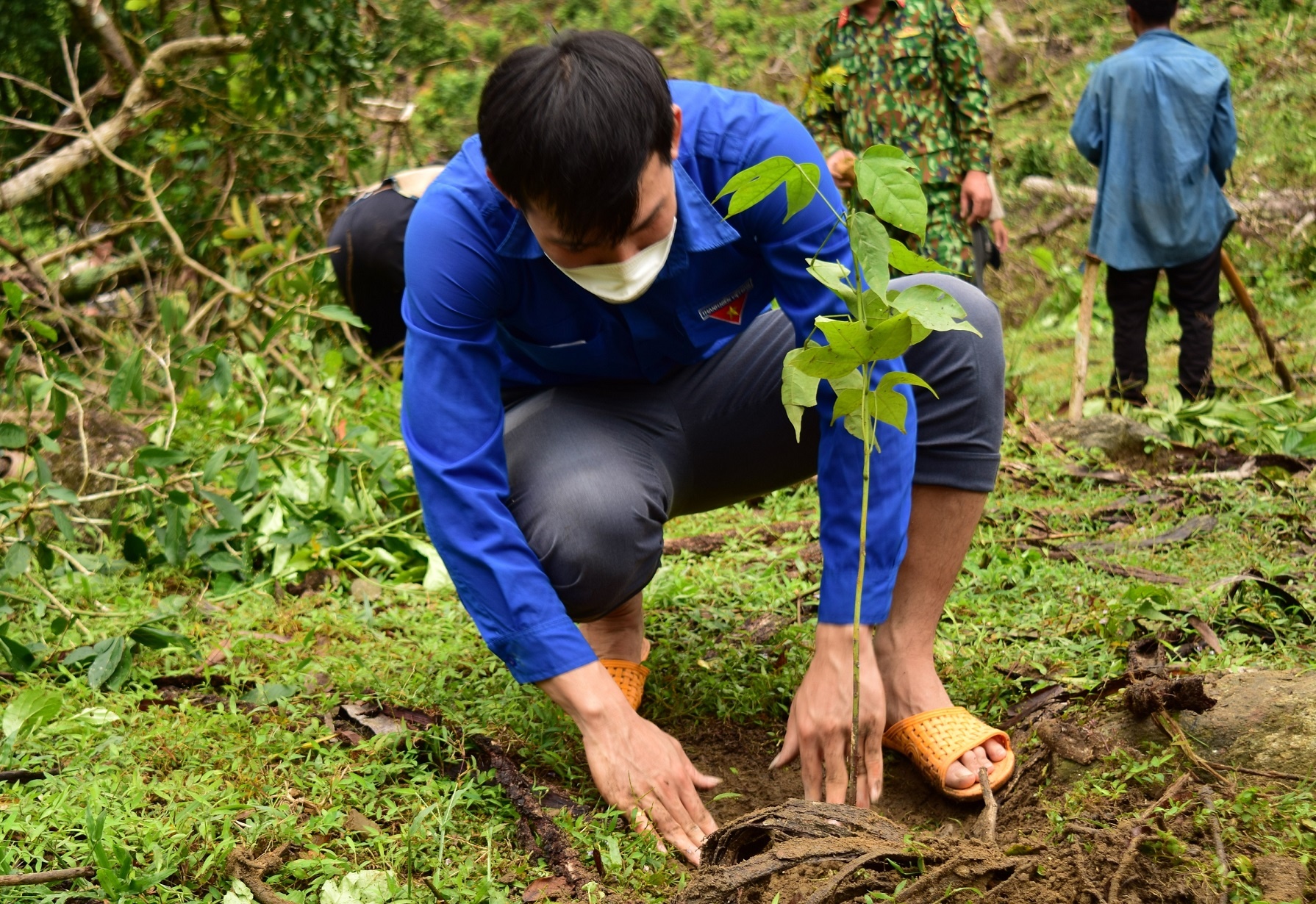 Gieo mam, trong hy vong vi mot 'Viet Nam xanh' hinh anh