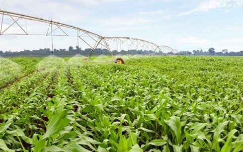 Mikiways,  tu van du hoc anh 2