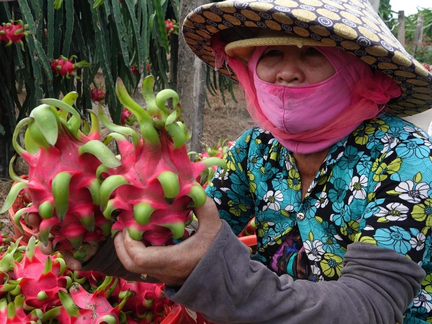 Tiki ban khong loi nhuan trai cay mien Tay, giup ba con don Tet am no hinh anh