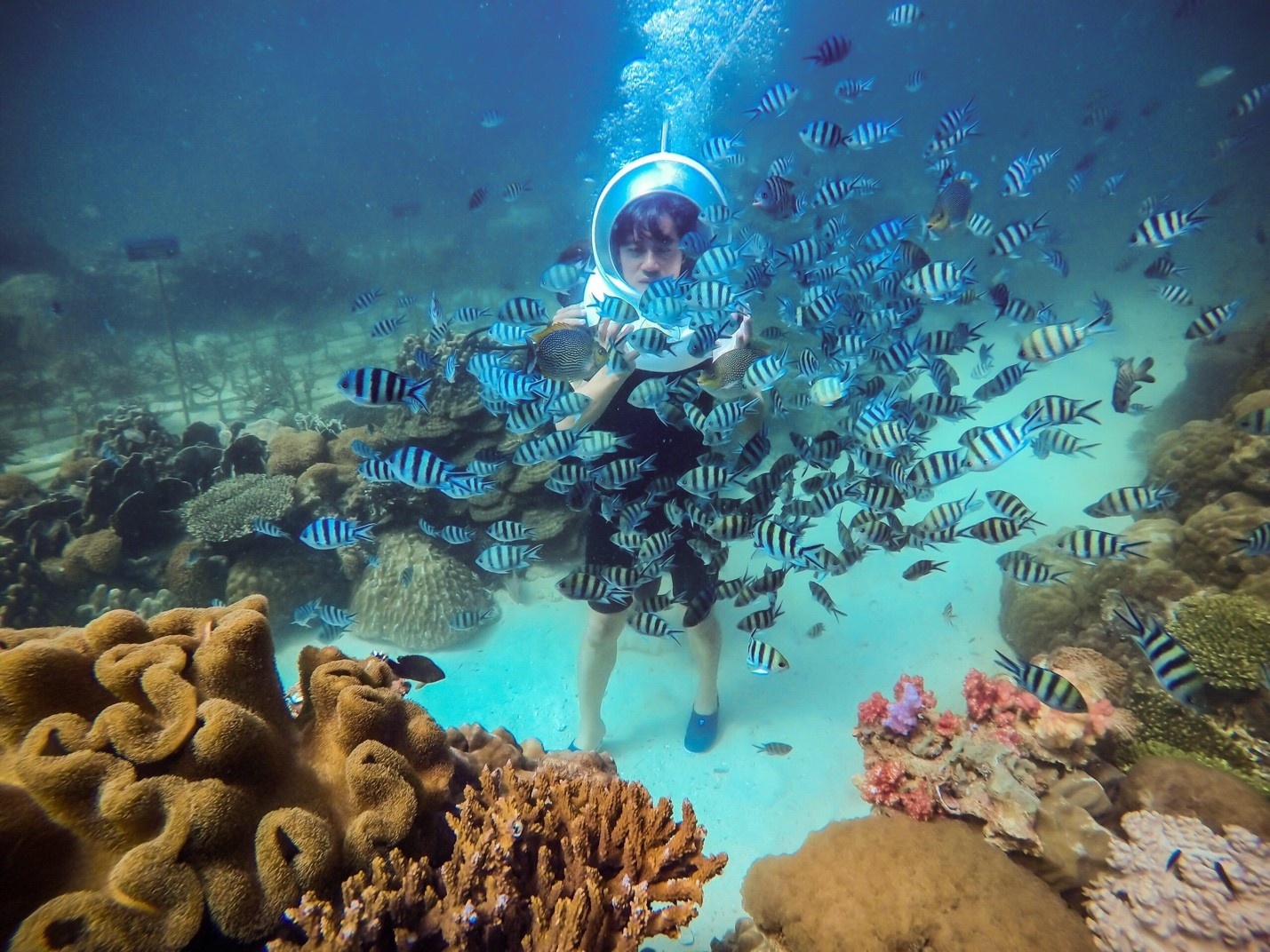 san hô Phú Quốc ảnh 1 san ho Phu Quoc anh 1