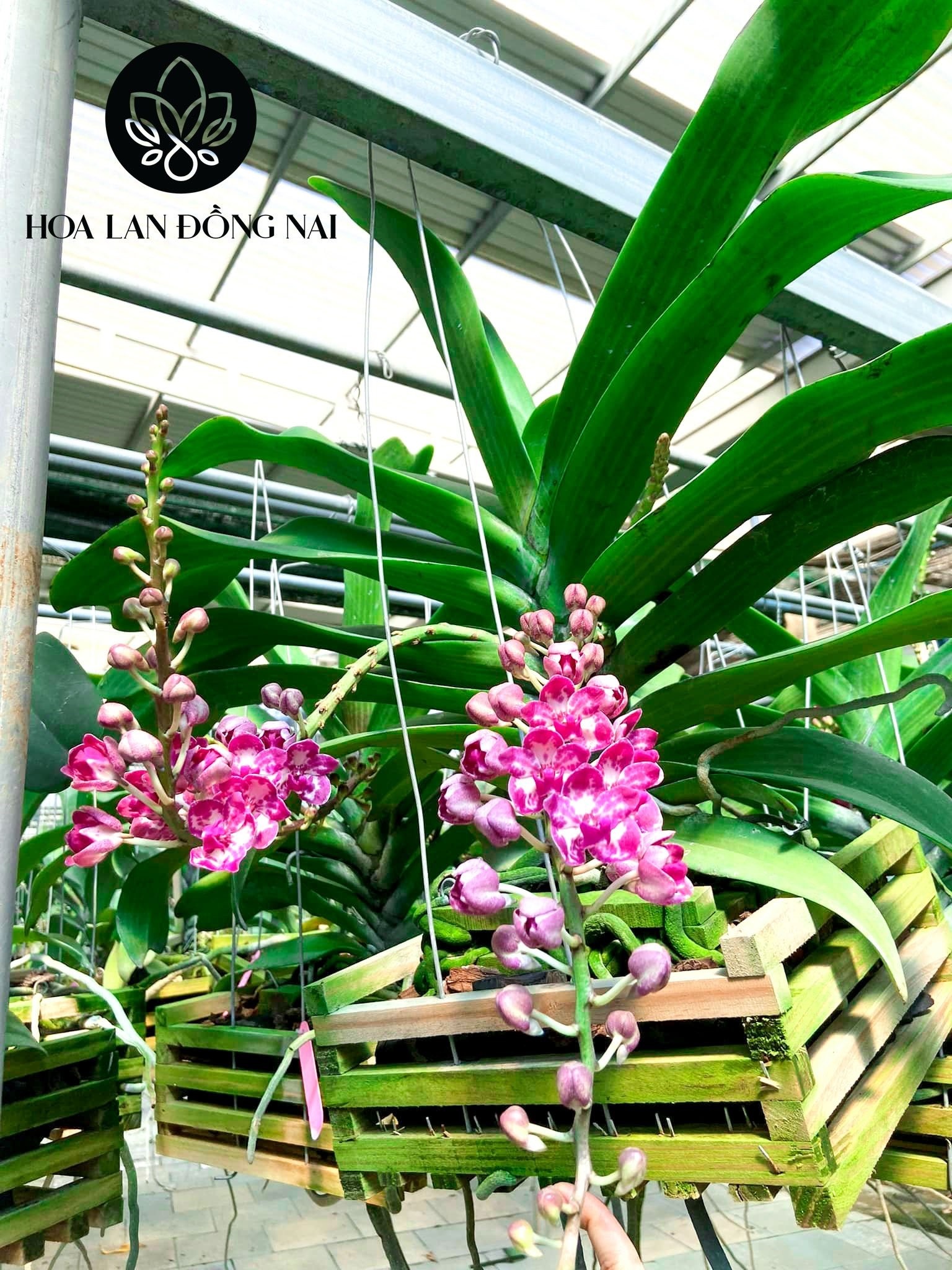 Hoa lan chơi Tết ảnh 1 Hoa lan choi Tet anh 1