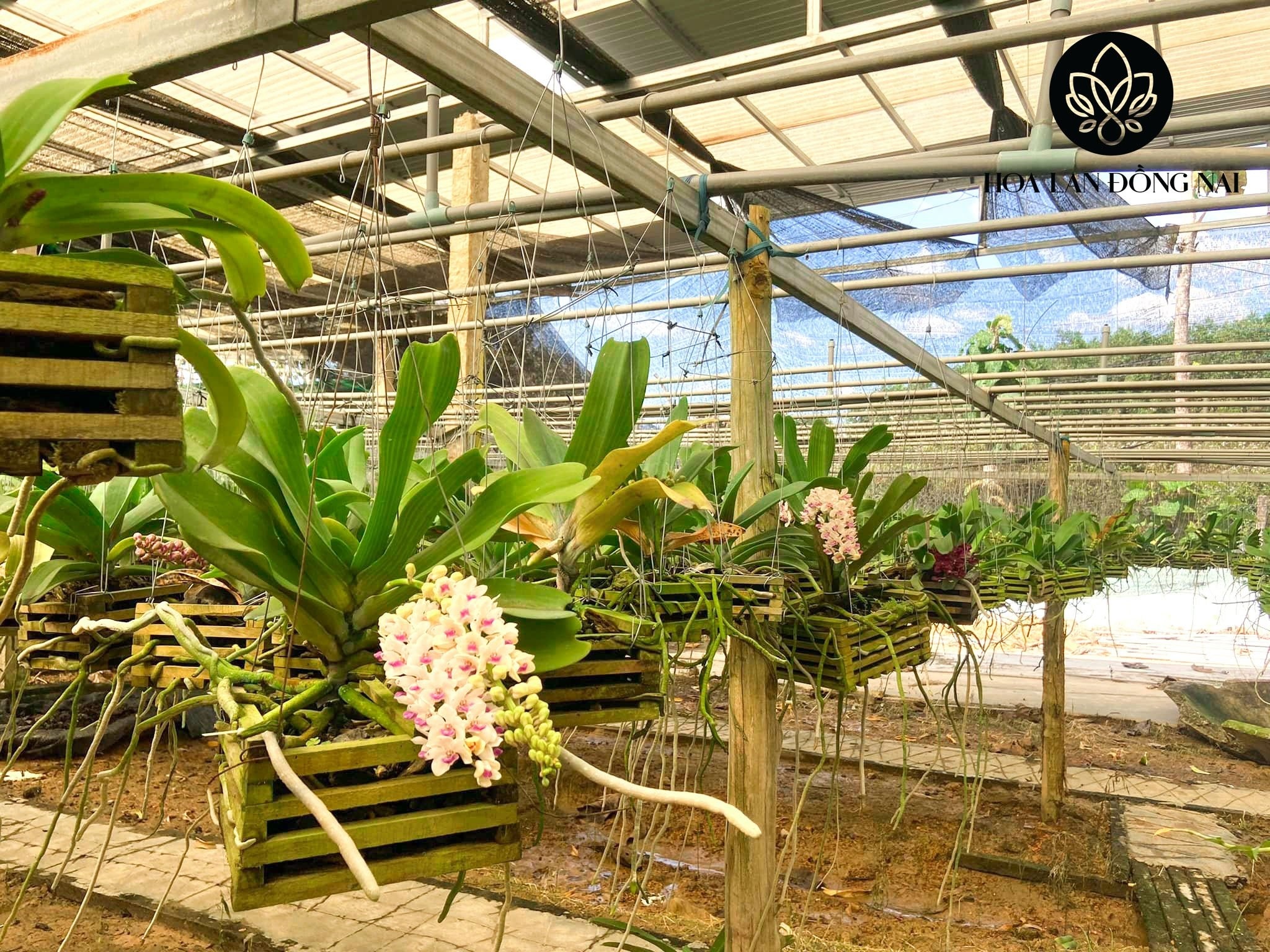 Hoa lan chơi Tết ảnh 2 Hoa lan choi Tet anh 2