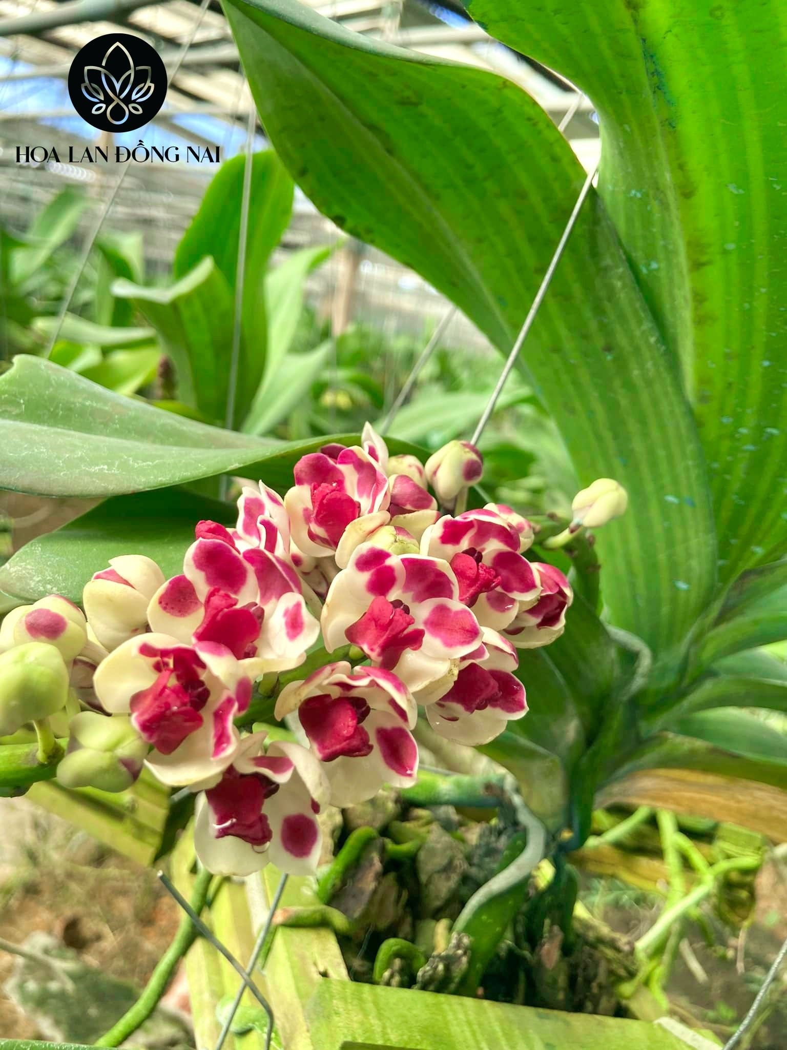 Hoa lan chơi Tết ảnh 4 Hoa lan choi Tet anh 4