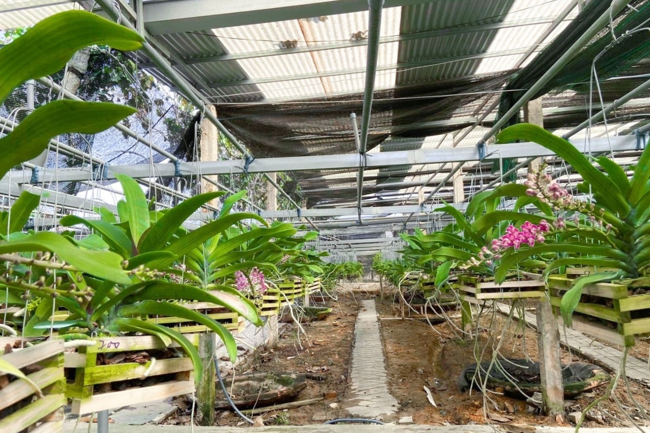 Chon cay canh choi Tet tai Hoa Lan Dong Nai hinh anh