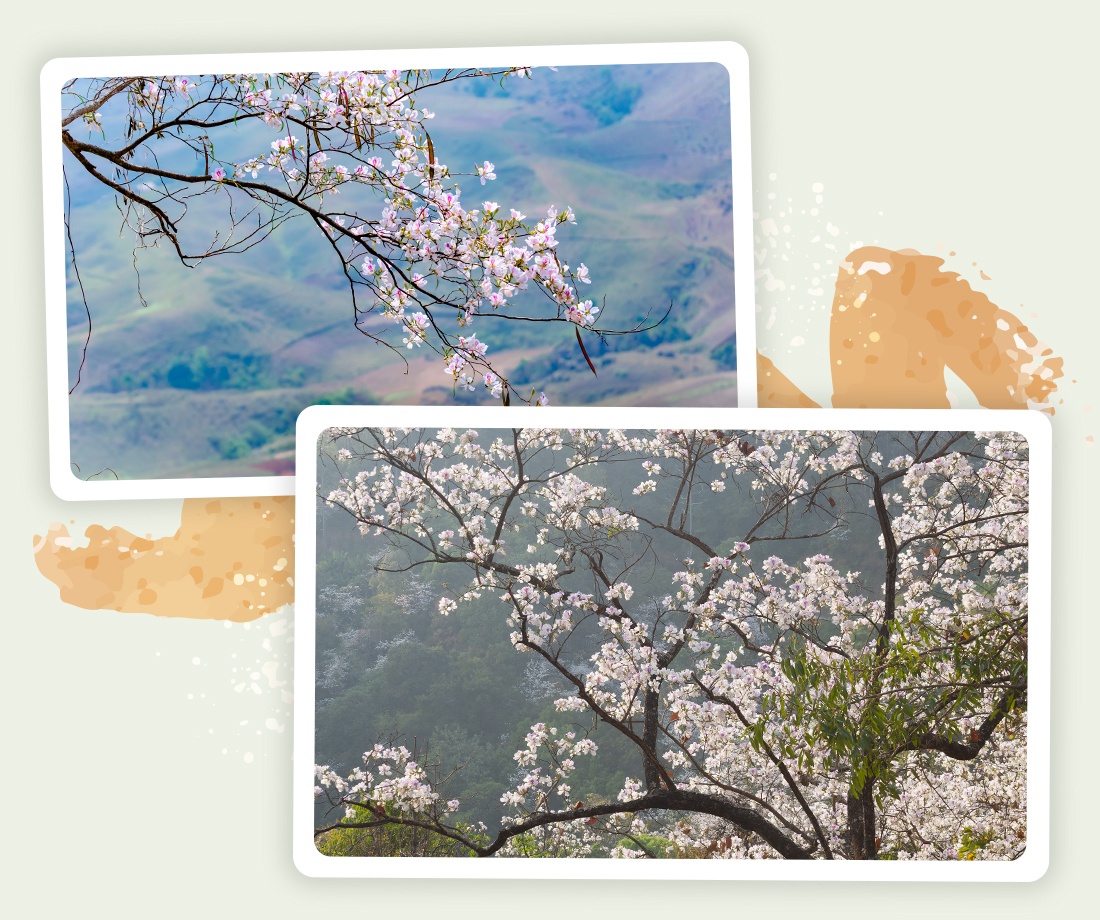 Toyota Rush,  Toyota anh 1