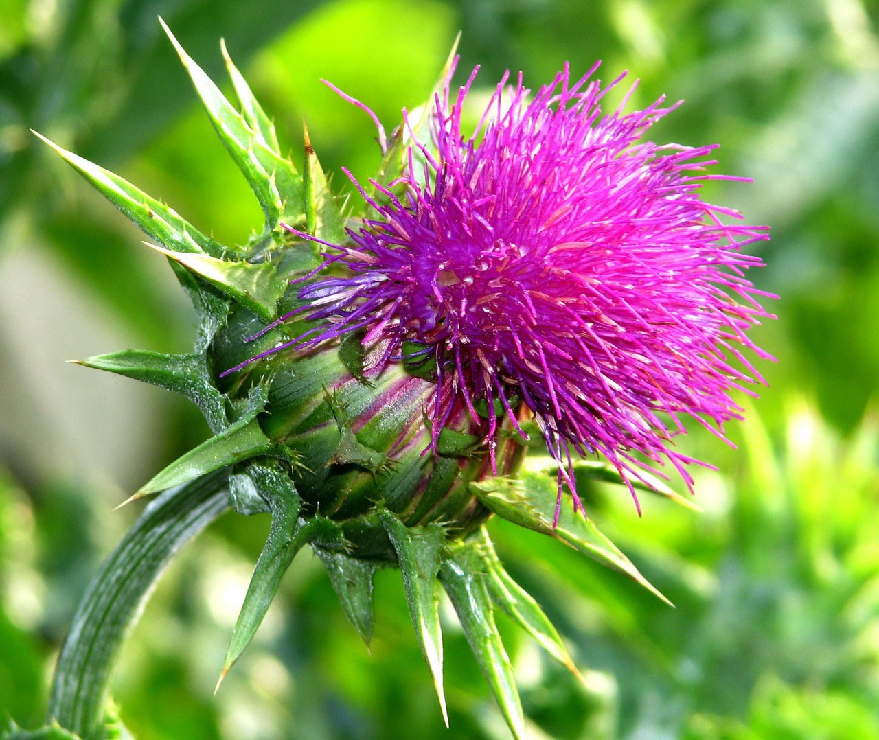 Tra cay ke sua,  NutiZen anh 2