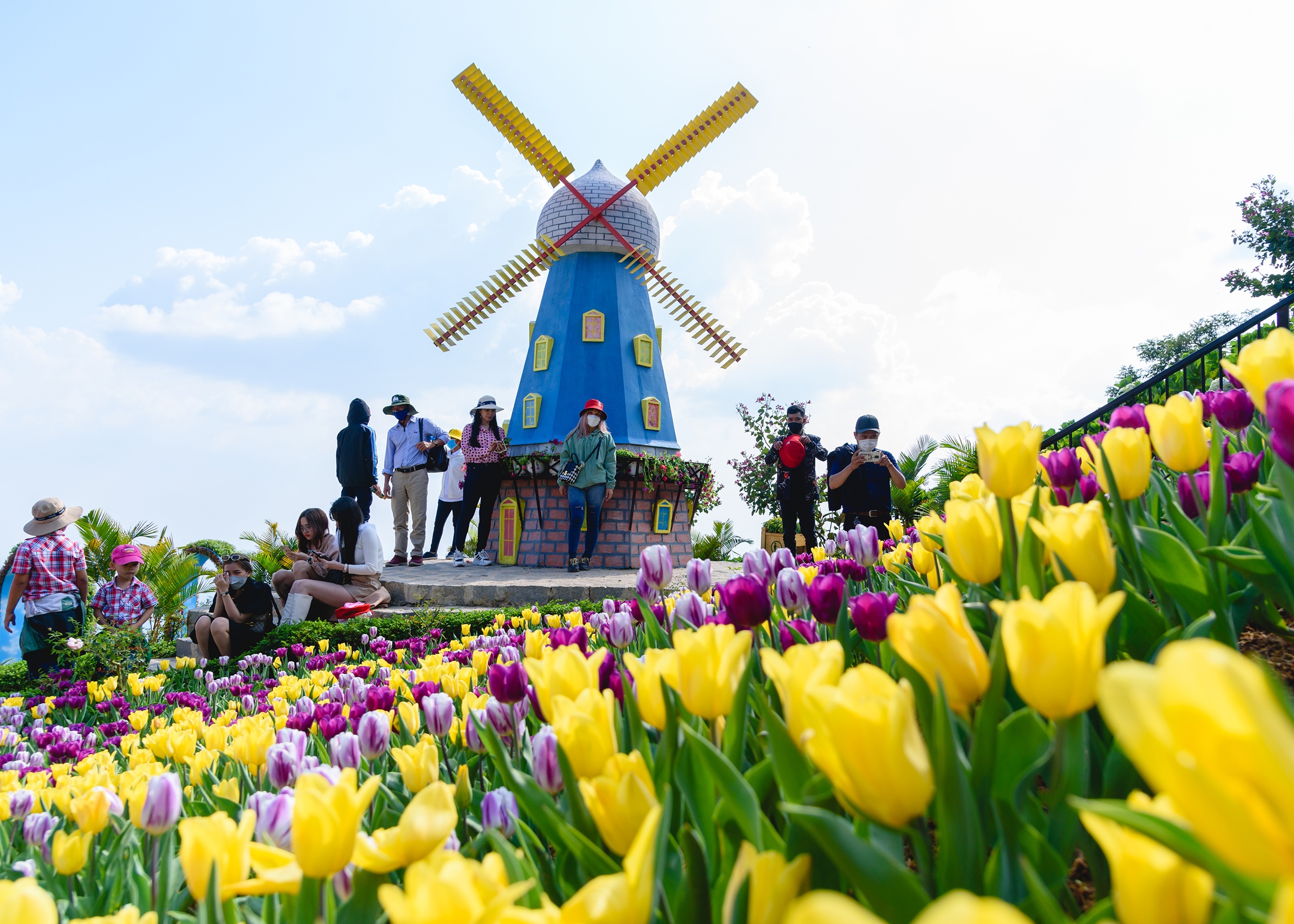Ngam hoa tulip ruc ro, trien lam Phat giao tai nui Ba Tay Ninh hinh anh
