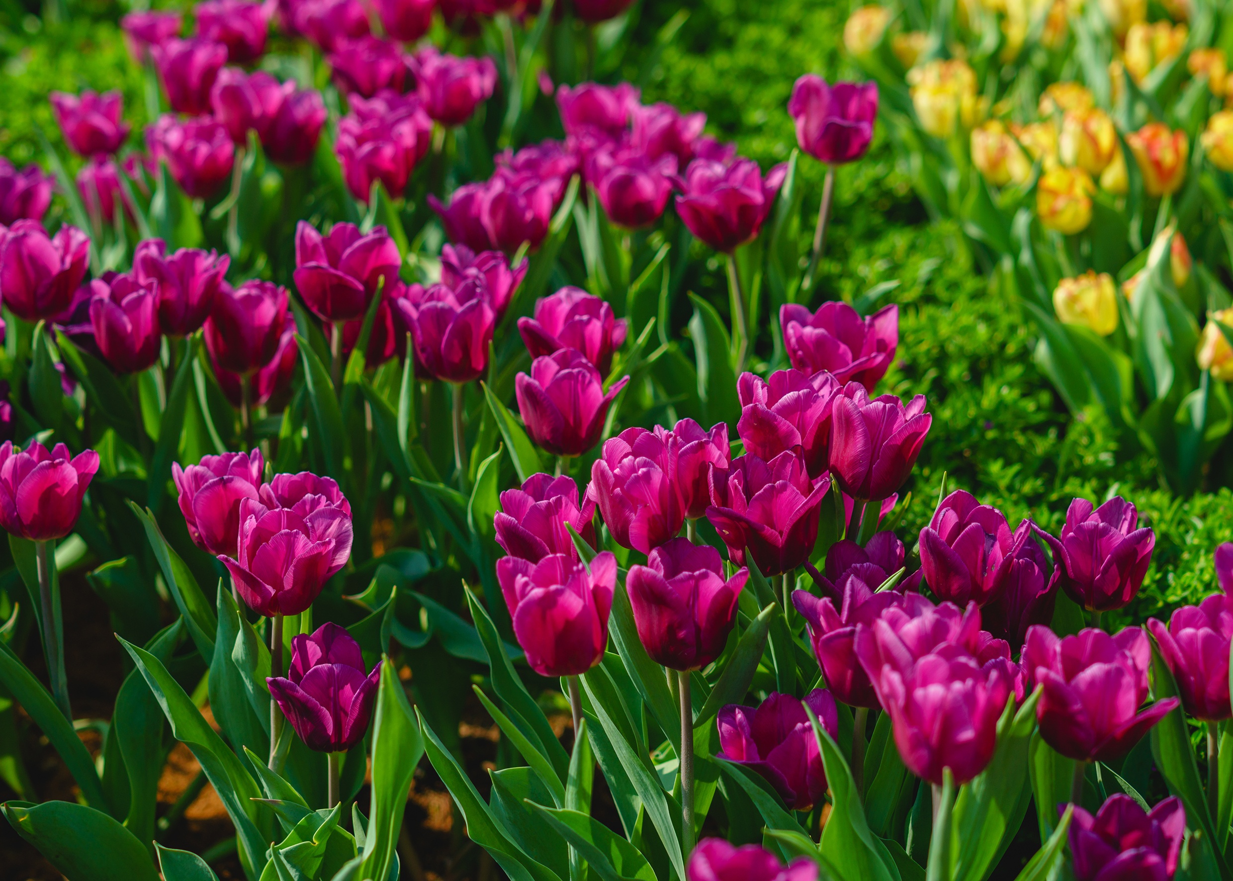 nui Ba,  du lich Tay Ninh anh 4