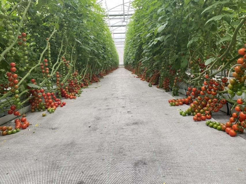 Rau cu qua sach WinEco anh 1