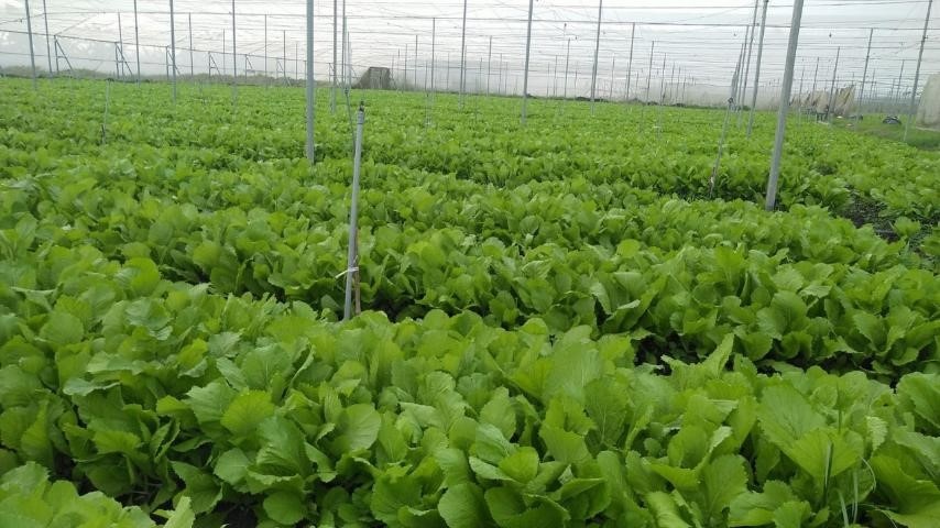 Rau cu qua sach WinEco tro gia den 50% cho nguoi tieu dung hinh anh