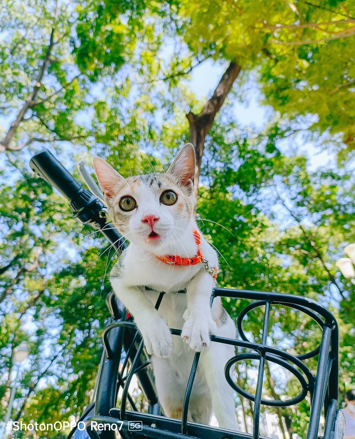 Oppo ảnh 4 Oppo anh 4