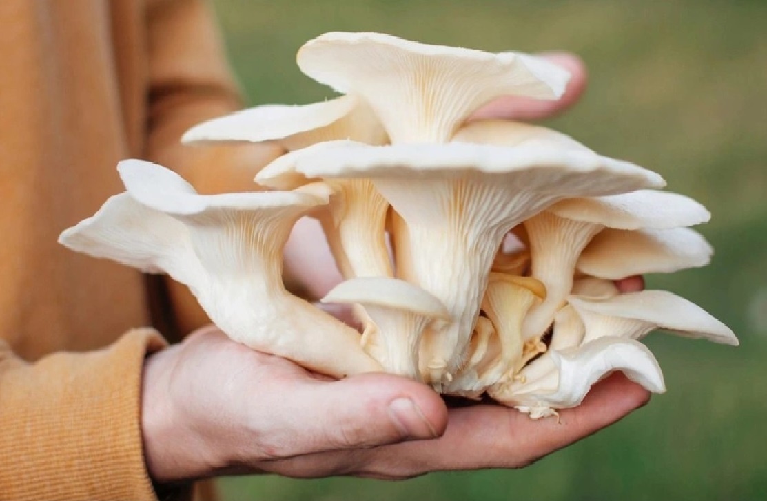 Nhung nguyen lieu tuoi trong mi cao cap Reeva hinh anh