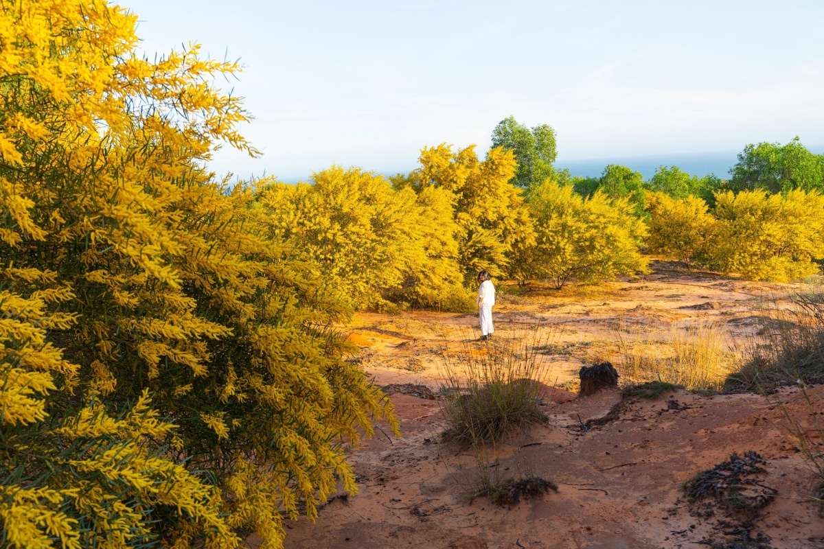 Centara Resort Mui Ne,  NovaWorld Phan Thiet anh 10