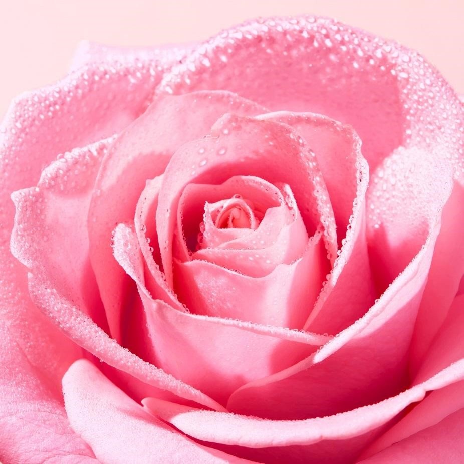 Nuxe very rose ảnh 1 Nuxe very rose anh 1