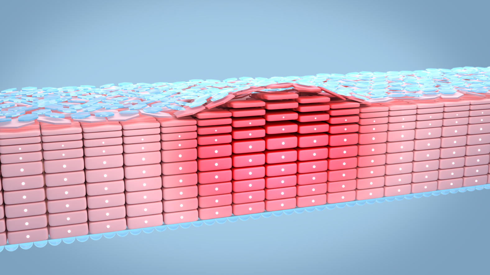 dau tam,  Atoderm Huile de Douche anh 1