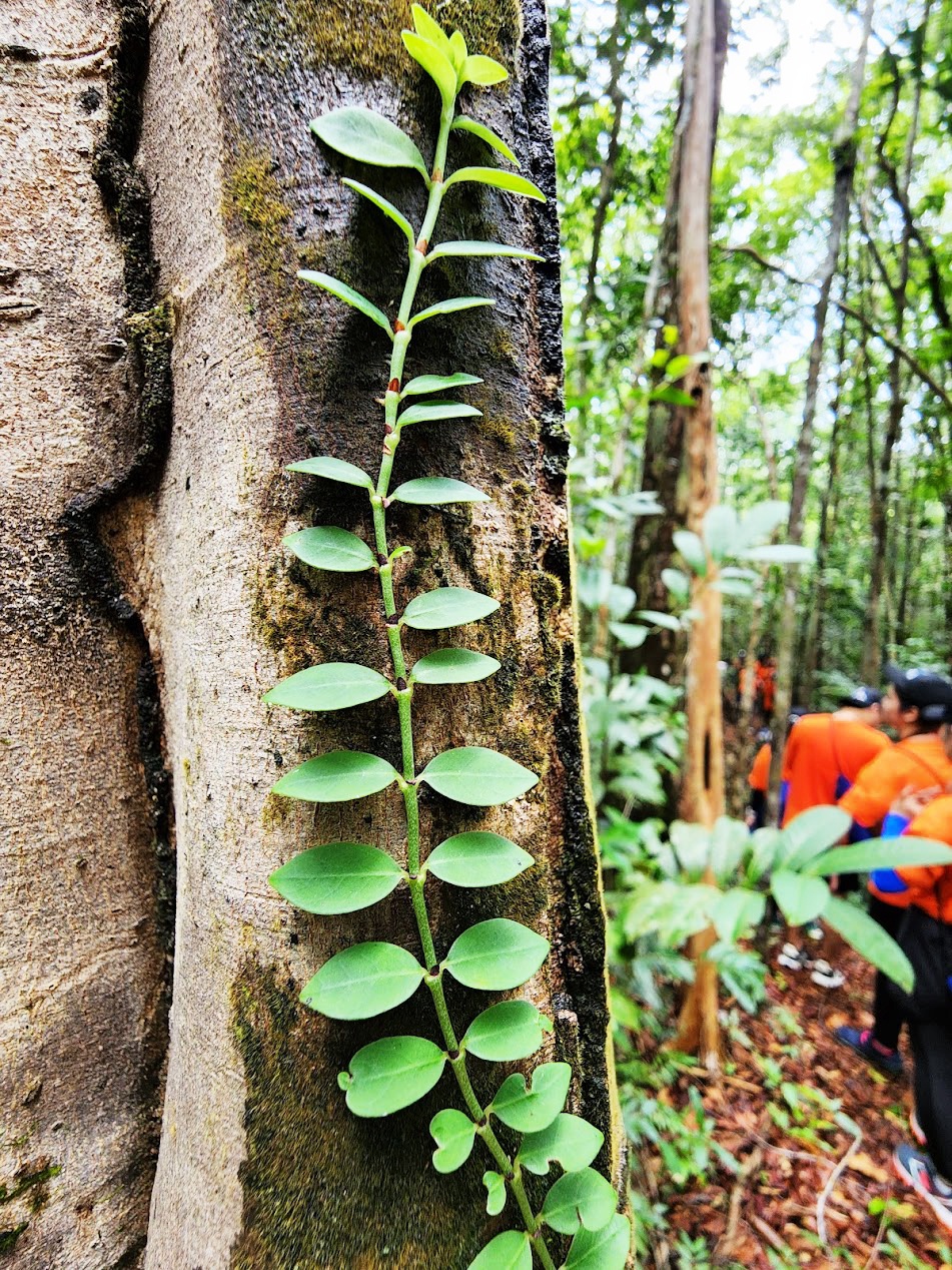 địa điểm trekking cuối tuần ảnh 4 dia diem trekking cuoi tuan anh 4