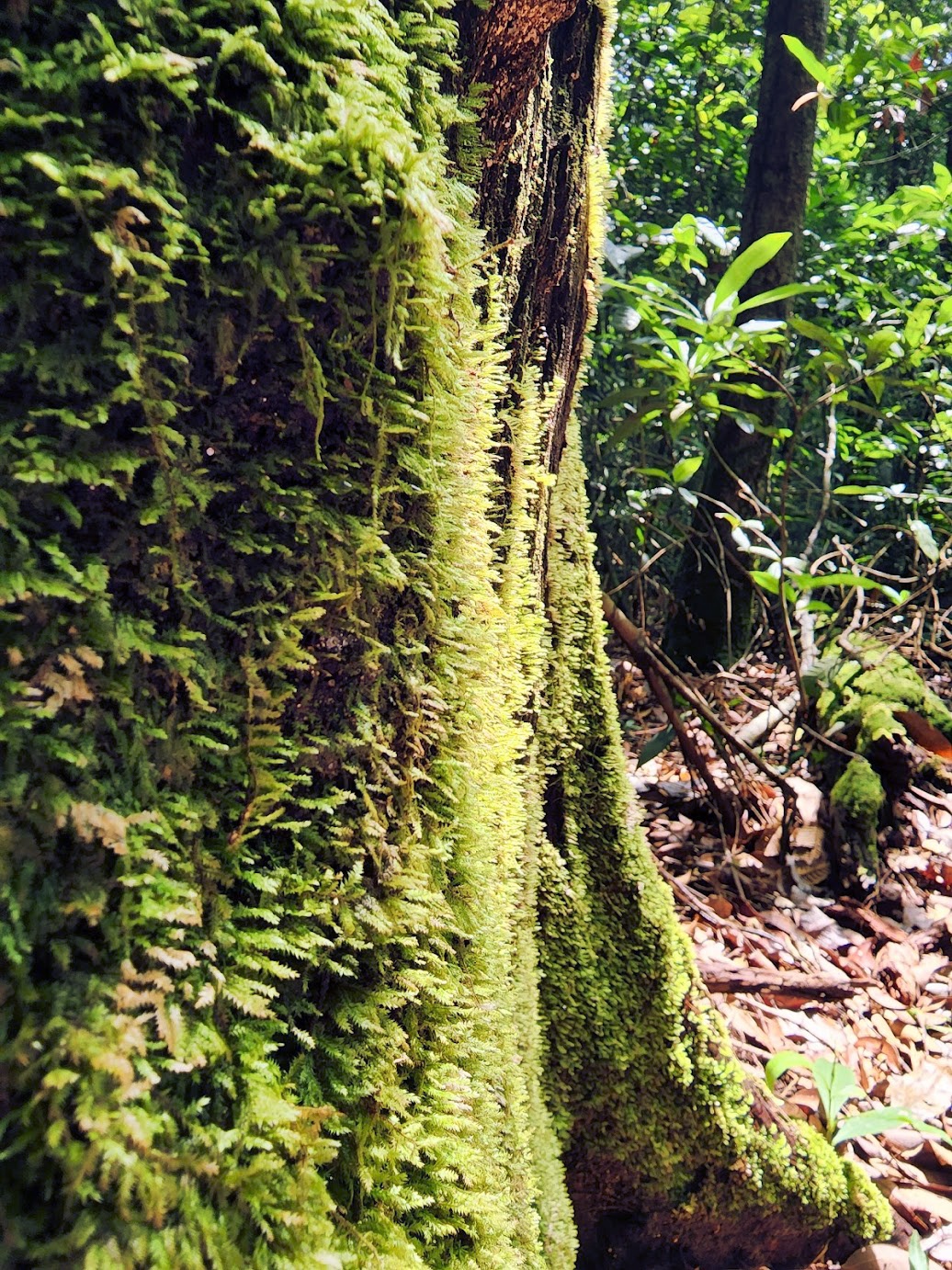 địa điểm trekking cuối tuần ảnh 5 dia diem trekking cuoi tuan anh 5